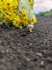 dandelion on the ground