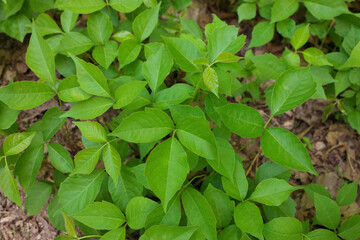 Directly Above Close up of a Patch of Poison Ivy Plants on a Sunny Day