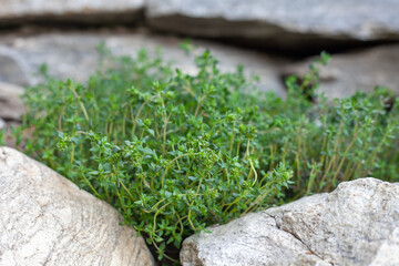 Wild thyme growing in a garden between rocks.