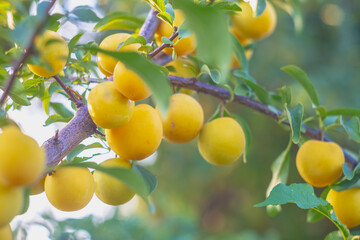 Plum ripens on a tree branch, yellow fruits grow in the garden