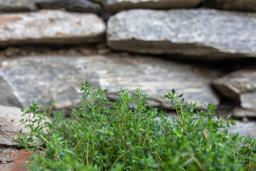 Wild thyme growing in a garden with the stone wall behind it.