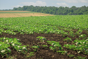 Sunflower seedlings are growing in the field. The technology of sunflower growing in the countryside. Agriculture.