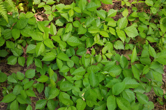 Directly Above Close up of a Patch of Poison Ivy Plants on a Sunny Day