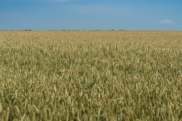 Agriculture. A field with spikelets. A ripening field of wheat. The grain harvest is being prepared for harvesting.