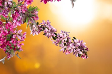 A branch of a bloomingv tree on a blurry background. Spring background with delicate flowers