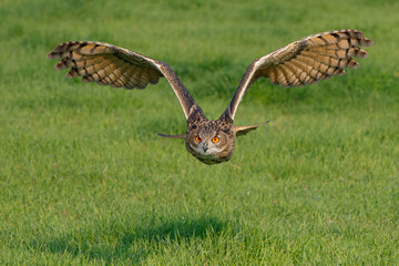An European Eagle Owl (Bubo bubo) flying over the meadows in the Netherlands.
