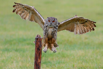 An European Eagle Owl (Bubo bubo) flying over the meadows in the Netherlands.