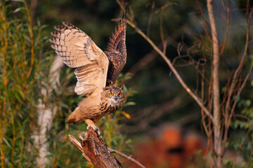 An European Eagle Owl (Bubo bubo) flying over the meadows in the Netherlands.