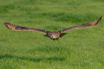 An European Eagle Owl (Bubo bubo) flying over the meadows in the Netherlands.