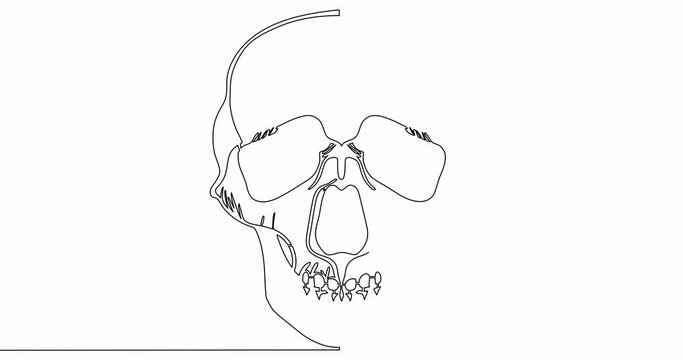 Self drawing line animation human skull continuous line drawn concept