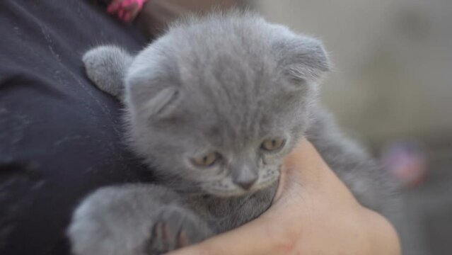 little scottish fold cat in his arms
