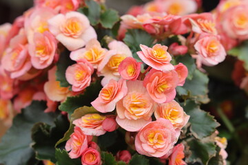 Close up of pink begonia flowers showing their textures, patterns and details in a flower pot...
