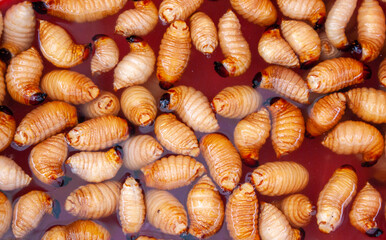 Sago worms in tray with water in the Ecuadorian local market