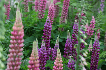 Pink garden lupins in flower