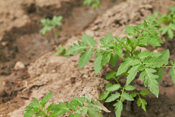 tomato sprout
