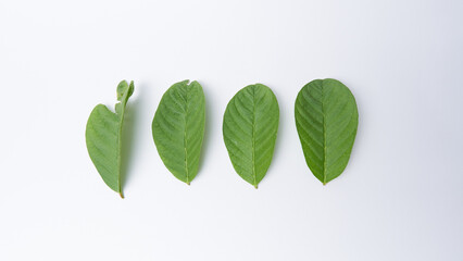 Green leaf isolated on white background, guava leaf