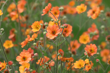 Geum 'Totally Tangerine' in flower.