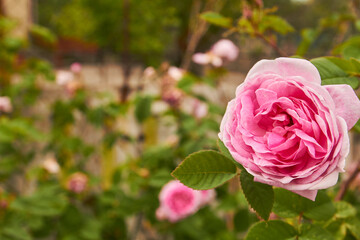 pink rose in garden