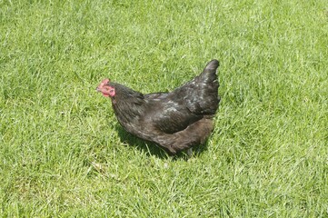 une poule noire