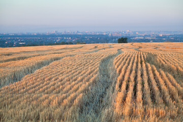 Mowed wheat field after harvesting at dawn. City Dnipro in the mist in the background, Ukraine. Converging lines. © Uilia
