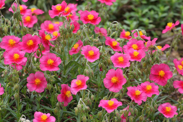 Pink Helianthemum rock rose ''Ben Ledi' in flower