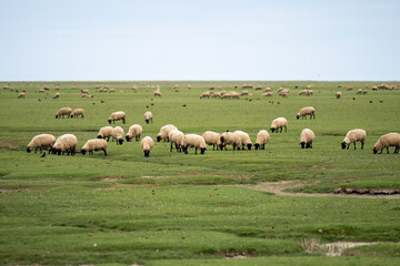 Sheep grazing on the salt meadows close to the Mont Saint-Michel tidal island, situated on the...