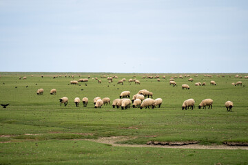 Naklejka na ściany i meble Sheep grazing on the salt meadows close to the Mont Saint-Michel tidal island, situated on the limit between Normandy and Brittany in France..