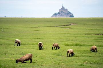 Sheep grazing on the salt meadows close to the Mont Saint-Michel tidal island, situated on the limit between Normandy and Brittany in France..