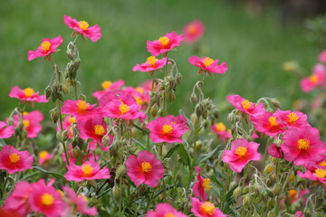Fototapeta na wymiar Pink Helianthemum rock rose ''Ben Ledi' in flower