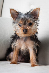 Yorkshire terrier puppy sitting on a couch looking into camera 