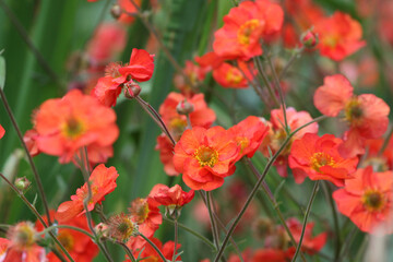 Geum 'Scarlet Tempest' in flower.