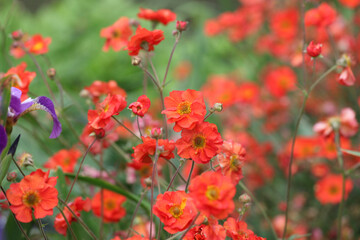 Geum 'Scarlet Tempest' in flower.