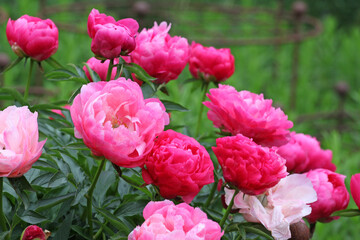 Paeonia lactiflora 'Ellen Cowley' in flower.