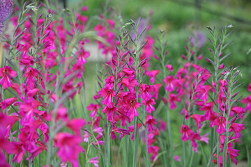 Gladiolus communis, or the common corn flag in flower.