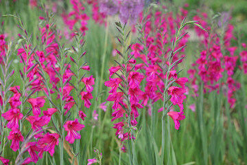 Gladiolus communis, or the common corn flag in flower.
