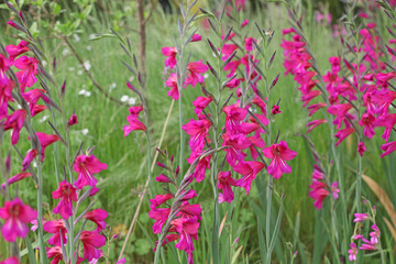 Gladiolus communis, or the common corn flag in flower.