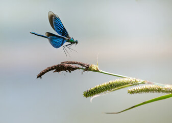 Landeanflug der blauen Prachtbilbelle