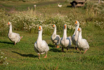 Obraz premium Geese and ducks walk on the grass in a green meadow in the pasture. Livestock raising and farming in the village.