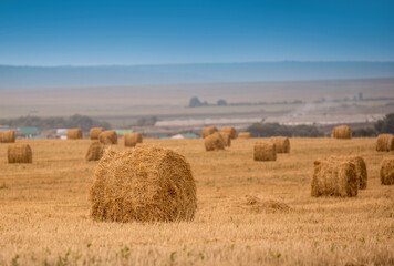 Beautiful field with hay in round stacks against the blue sky. A field with haystacks, the concept...