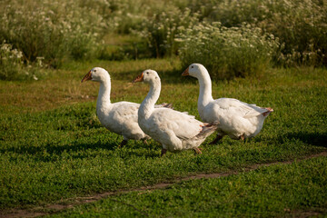 Obraz premium Geese and ducks walk on the grass in a green meadow in the pasture. Livestock raising and farming in the village.