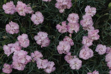 small pink carnations