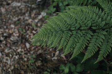 large fern leaves