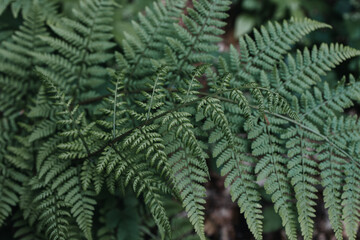 large fern leaves
