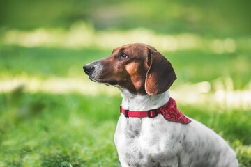 Side profile of beautiful  young dachshund sitting on grass in a park. Selective focus, copy space