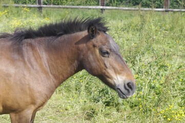 Obraz premium Tête de poney