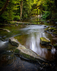 stream under a bridge in the forest