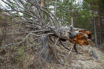 A broken old pine tree lies on the ground in a coniferous forest.