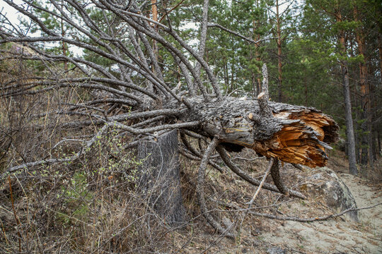A broken old pine tree lies on the ground in a coniferous forest.