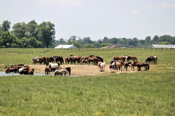 Herd of horses a farm water hole