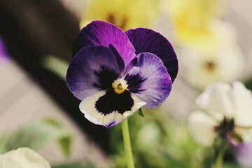 l'eleganza dei fiori